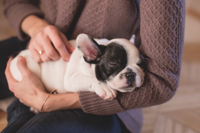 Photo by freestocks.org: https://www.pexels.com/photo/person-in-brown-cable-knife-sweater-holding-white-and-black-puppy-129634/