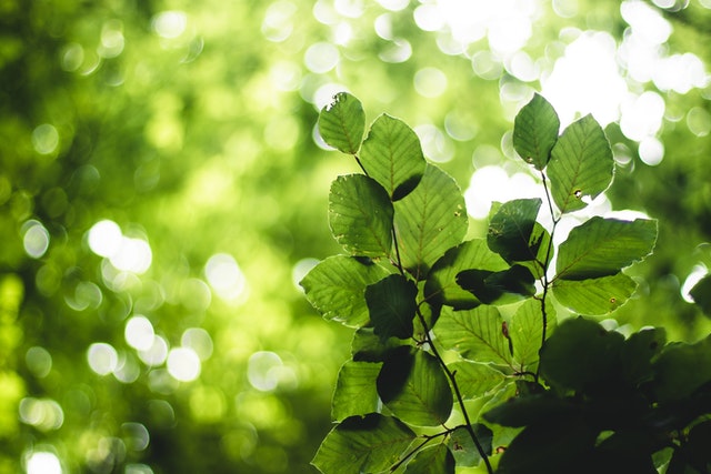 Photo by Jeswin Thomas: https://www.pexels.com/photo/green-leafed-plant-2860870/