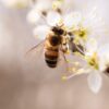 Photo by Thijs van der Weide from Pexels: https://www.pexels.com/photo/bee-perched-on-white-petaled-flower-closeup-photography-998248/