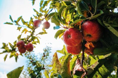 Photo by Tom Swinnen: https://www.pexels.com/photo/red-apples-on-tree-574919/