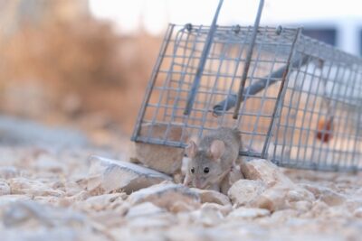 Photo by ‫צור אייזקס‬‎: https://www.pexels.com/photo/close-up-shot-of-a-small-mouse-escaping-from-a-trap-5324732/
