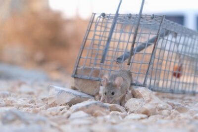Photo by ‫צור אייזקס‬‎: https://www.pexels.com/photo/close-up-shot-of-a-small-mouse-escaping-from-a-trap-5324732/