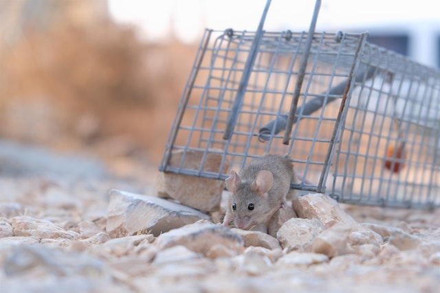 Photo by ‫צור אייזקס‬‎: https://www.pexels.com/photo/close-up-shot-of-a-small-mouse-escaping-from-a-trap-5324732/