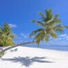 Photo by Asad Photo Maldives: https://www.pexels.com/photo/photo-of-coconut-trees-on-seashore-1591373/