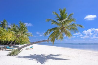 Photo by Asad Photo Maldives: https://www.pexels.com/photo/photo-of-coconut-trees-on-seashore-1591373/
